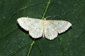Attēlu rezultāti vaicājumam “Idaea biselata”