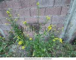 Attēlu rezultāti vaicājumam “Sisymbrium loeselii flower”