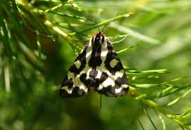 Attēlu rezultāti vaicājumam “Parasemia plantaginis”