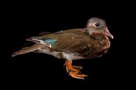 Attēlu rezultāti vaicājumam “Aix galericulata male”