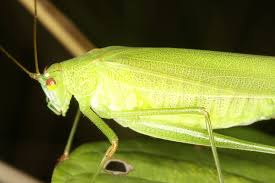 Attēlu rezultāti vaicājumam “Phaneroptera falcata”