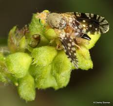 Attēlu rezultāti vaicājumam “Euura acutifoliae”