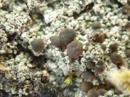 Attēlu rezultāti vaicājumam “Trapeliopsis granulosa”