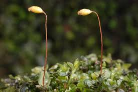 Attēlu rezultāti vaicājumam “Rhizomnium punctatum sporophyte”