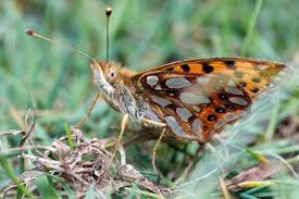 Attēlu rezultāti vaicājumam “Issoria lathonia”