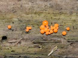 Attēlu rezultāti vaicājumam “Dacrymyces stillatus”