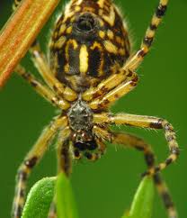 Attēlu rezultāti vaicājumam “Aculepeira ceropegia”