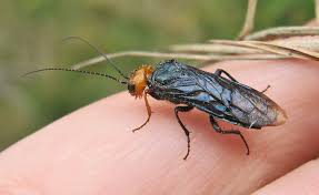 Attēlu rezultāti vaicājumam “Thecabius affinis imago”