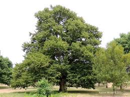 Attēlu rezultāti vaicājumam “Corylus colurna”