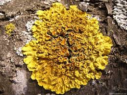 Attēlu rezultāti vaicājumam “Xanthoria fulva”