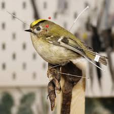 Attēlu rezultāti vaicājumam “Regulus regulus”