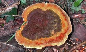 Attēlu rezultāti vaicājumam “Onnia tomentosa”