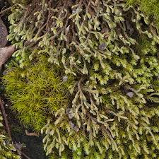 Attēlu rezultāti vaicājumam “Hedwigia ciliata”