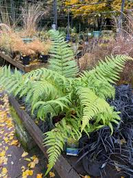 Image result for Rodgersia chocolate wings