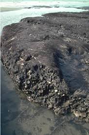 Attēlu rezultāti vaicājumam “Ceramium sp.”