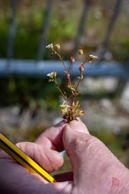 Attēlu rezultāti vaicājumam “Saxifraga tridactylites fruit”