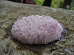 Attēlu rezultāti vaicājumam “Symphytocarpus flaccidus macro”