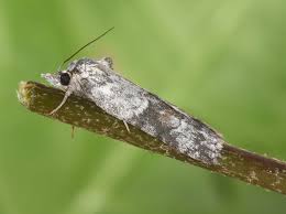 Attēlu rezultāti vaicājumam “Nycteola degenerana”