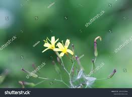 Attēlu rezultāti vaicājumam “Mycelis muralis leaf”