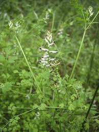 Image result for Fumaria officinalis