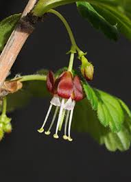 Attēlu rezultāti vaicājumam “Ribes uva-crispa flower”