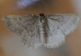 Attēlu rezultāti vaicājumam “Charissa ambiguata”