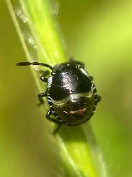 Attēlu rezultāti vaicājumam “Palomena prasina nymph”