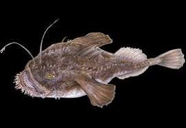 Image result for Lophius americanus