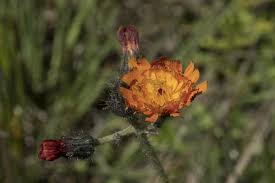 Attēlu rezultāti vaicājumam “Pilosella aurantiaca”