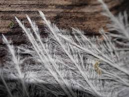 Attēlu rezultāti vaicājumam “Steccherinum fimbriatum”