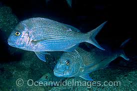 Image result for Pagrus auratus
