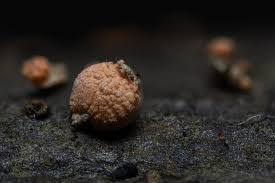 Attēlu rezultāti vaicājumam “Lycogala exiguum aggr. macro”