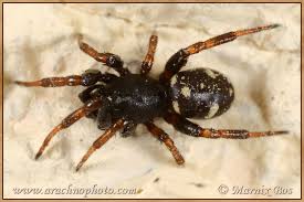 Attēlu rezultāti vaicājumam “Theridiidae”