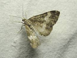 Attēlu rezultāti vaicājumam “Perizoma affinitata”