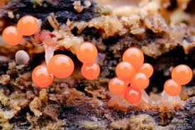 Attēlu rezultāti vaicājumam “Hemitrichia sp.”