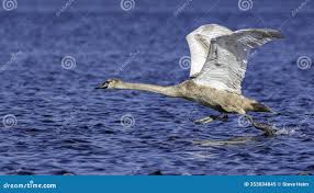 Attēlu rezultāti vaicājumam “Cygnus olor juvenile”