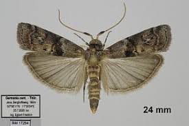 Attēlu rezultāti vaicājumam “Phycita roborella”