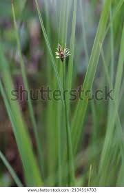 Attēlu rezultāti vaicājumam “Eleocharis uniglumis”