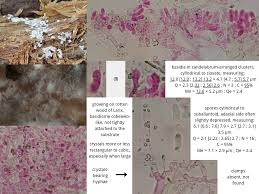 Attēlu rezultāti vaicājumam “Athelia pyriformis”