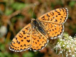Attēlu rezultāti vaicājumam “Melitaea diamina upperside”