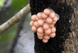 Attēlu rezultāti vaicājumam “Lycogala cf. oleocrystalliferum spores”