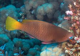 Image result for Scarus ferrugineus