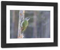 Attēlu rezultāti vaicājumam “Picus canus female”