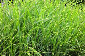 Attēlu rezultāti vaicājumam “Gramineae”