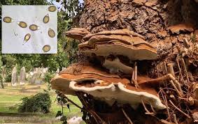 Attēlu rezultāti vaicājumam “Trametes gibbosa”