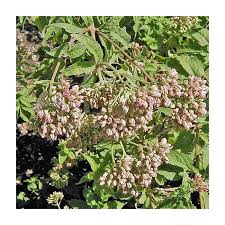 Image result for Eupatorium cannabinum