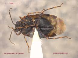 Attēlu rezultāti vaicājumam “Deraeocoris ruber imago”