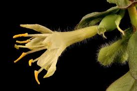 Attēlu rezultāti vaicājumam “Lonicera caerulea var. pallasii flower”