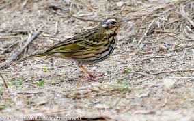 Image result for Anthus hodgsoni