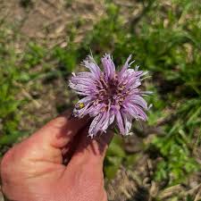 Attēlu rezultāti vaicājumam “Cardamine impatiens”
